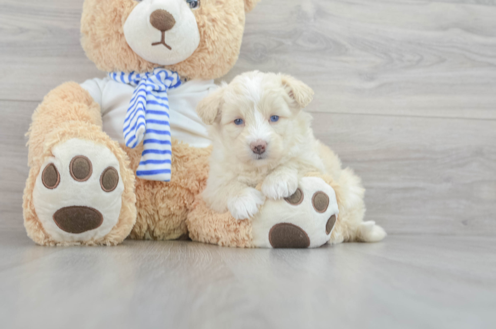 7 week old Mini Pomskydoodle Puppy For Sale - Premier Pups