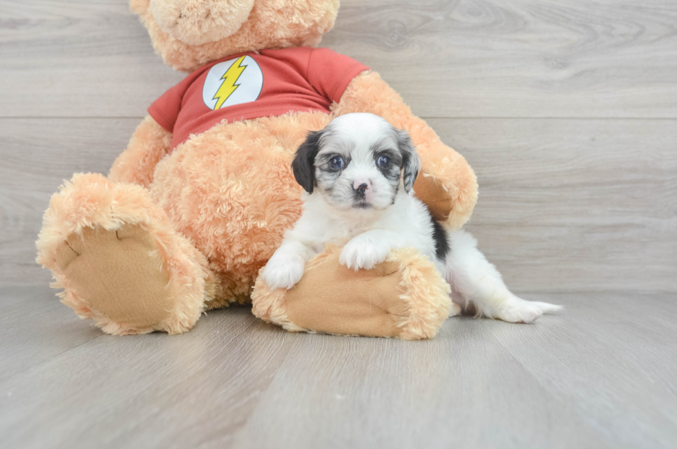 8 week old Shih Poo Puppy For Sale - Premier Pups